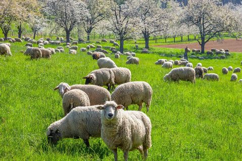 EIN STARKES DOPPEL: Schafe gehören ebenso untrennbar zur Landschaft der Schwäbischen Alb wie die dieser Tage in voller Blüte stehenden Streuobstwiesen.Foto: stock.adobe.com/Dieter Kenz
